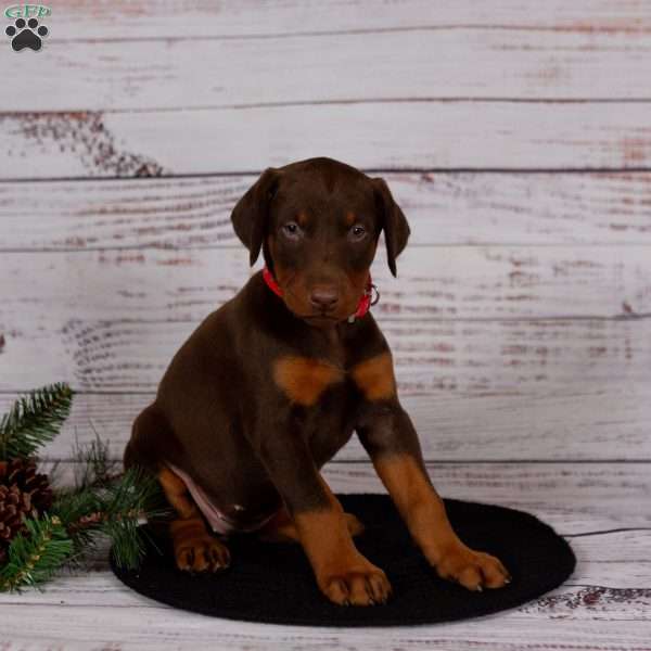 Jenna, Doberman Pinscher Puppy